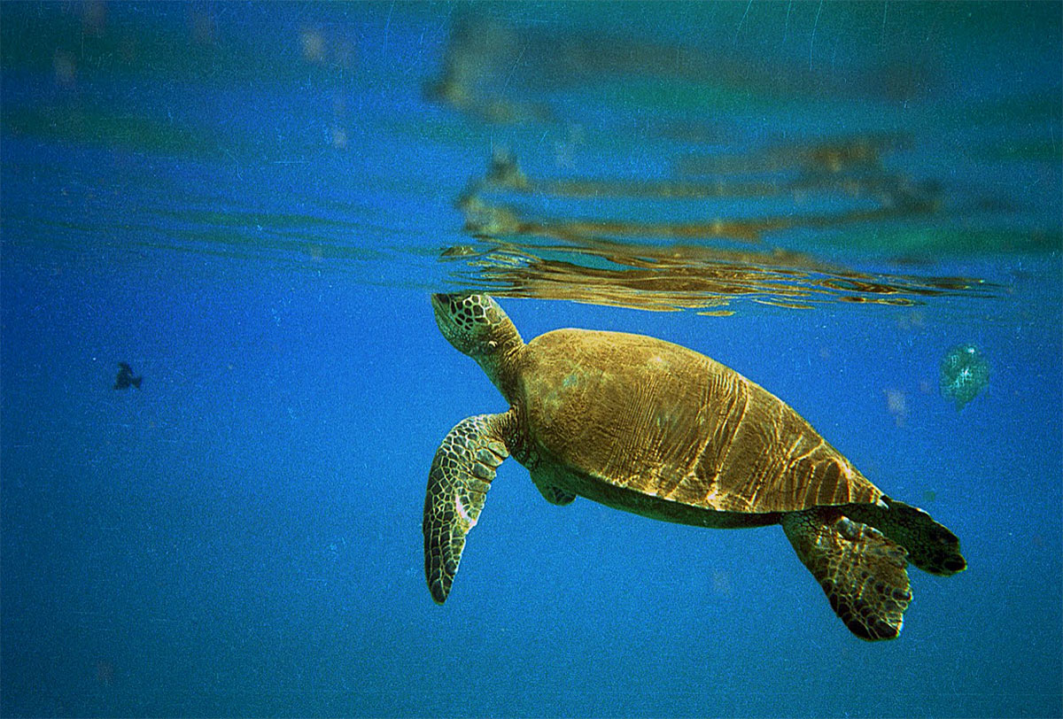 Green Sea Turtles in Hawai'i waters