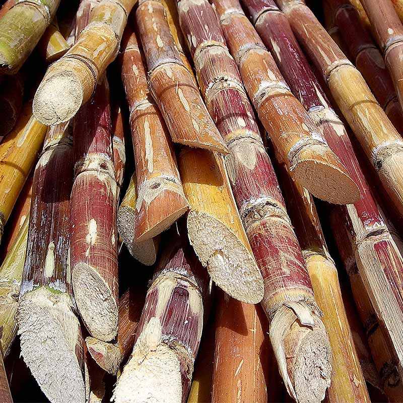 pile of sugar cane